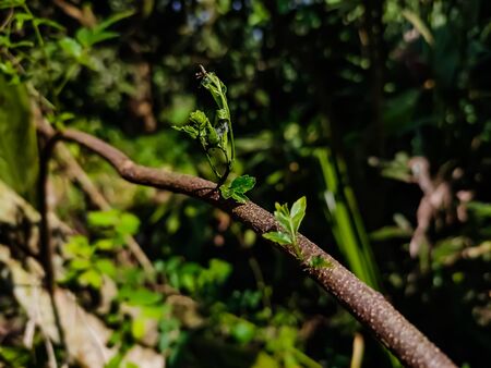 Azadirachta indica, commonly known as neem, nimtree or Indian lilac, is a tree in the mahogany family Meliaceae. It is one of two species in the genus Azadirachta, and is native to the Indian subcontinent.の写真素材