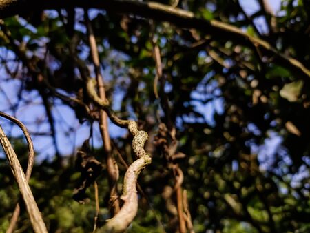 This is a dry climbing plant macro low-angle shot in the daytime.の写真素材
