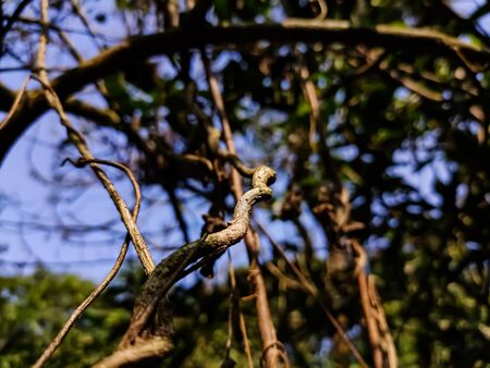 This is a dry climbing plant macro low-angle shot in the daytime.の写真素材