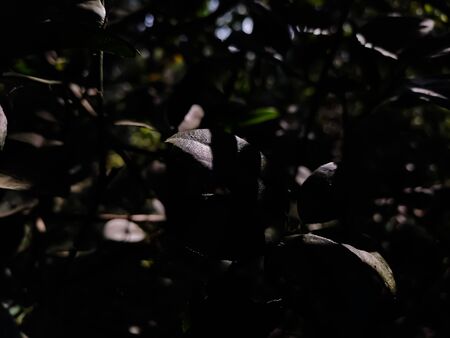 Morning sun rays lighted a small lemon leaf in the lemon garden.の写真素材