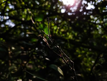 This is the thorny lemon trees dry branches, and morning sunlight lighted this little branch.の写真素材