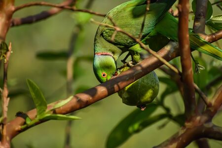 The rose-ringed parakeet, also known as the ring-necked parakeet, is a medium-sized parrot in the genus Psittacula, of the family Psittacidae.の写真素材