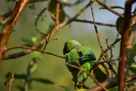 The rose-ringed parakeet, also known as the ring-necked parakeet, is a medium-sized parrot in the genus Psittacula, of the family Psittacidae.の写真素材