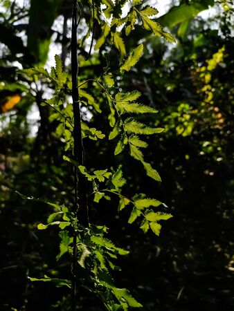 Lygodium japonicum is a species of fern that is known by the common names vine-like fern and japanese climbing fern.の写真素材