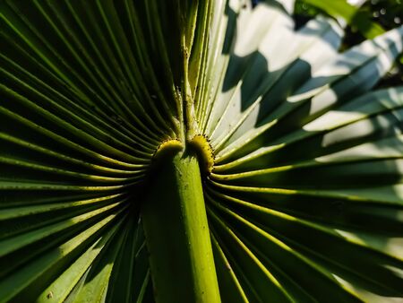 This is the back side of the palm trees leaf and morning sunlight fall on this leaf.の写真素材