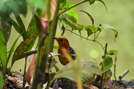 The orange-headed thrush (Geokichla citrina) is a bird in the thrush family. It is common in...