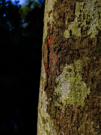 This is the jackfruit trees bark close-up shot when sunlight falling on the tree.の写真素材