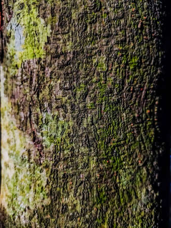 This is the jackfruit trees bark close-up shot when sunlight falling on the tree.の写真素材