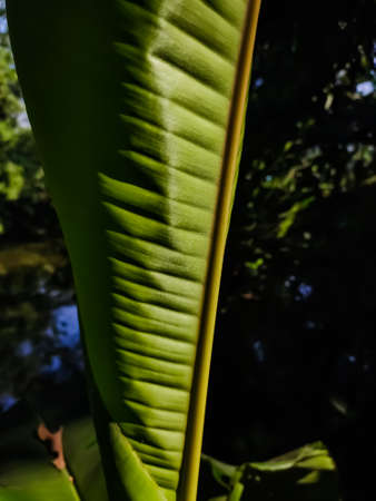 This is a young banana leaf and morning sunlight lighted this leaf.の写真素材