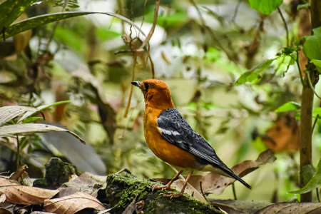 The orange-headed thrush (Geokichla citrina) is a bird in the thrush family. It is common in well-wooded areas of the Indian Subcontinent and Southeast Asia.の写真素材