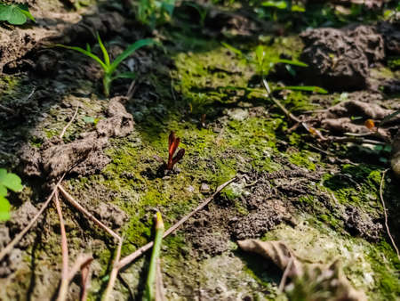 A small red wild grass come out of the mossy ground in the daytime.