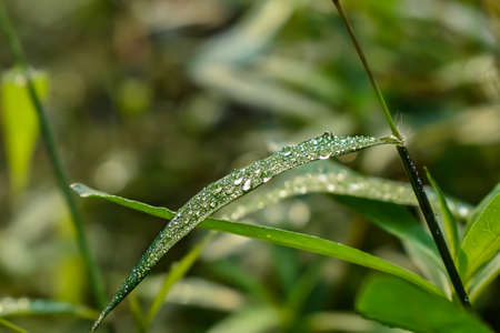 The diagonal rays of the morning sun fall on a small young green leaf.の写真素材