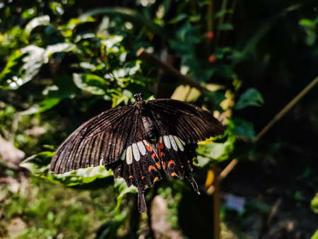Pachliopta aristolochiae, the common rose, is a swallowtail butterfly belonging to the genus Pachliopta, the roses, or red-bodied swallowtails. It is a common butterfly which is extensively distributed across south and southeast Asia.の写真素材