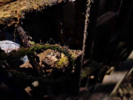 This is the coconut rope close-up shot in the daytime.の写真素材