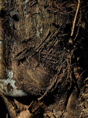 This is the old dry coconut bark close-up shot when sunlight fell on this tree.の写真素材