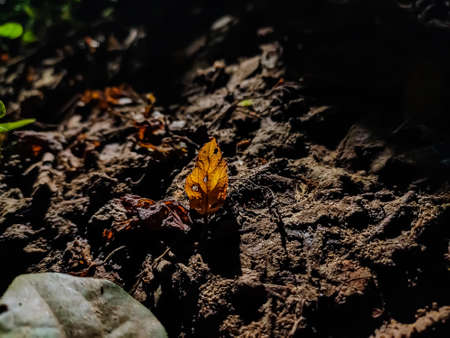 This is the old dry coconut bark close-up shot when sunlight fell on this tree.の写真素材