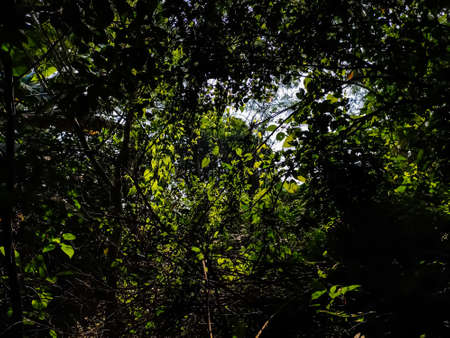 In the morning sunlight, the shadow of the tree fall on the big pond.の写真素材