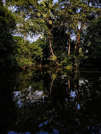 In the morning sunlight, the shadow of the tree fall on the big pond.の写真素材