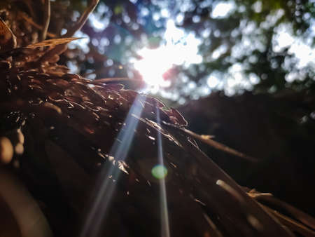 Wet green leaf and morning sunlight lighted this leaf close-up shot in the crop field.の写真素材
