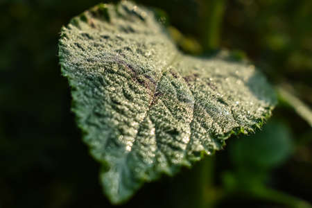 Wet green leaf and morning sunlight lighted this leaf close-up shot in the crop field.の写真素材