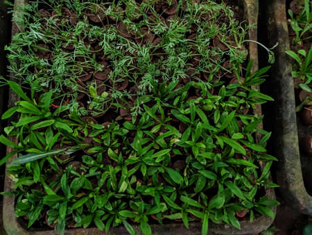 This is the small flowering plant in the shop in india.の写真素材