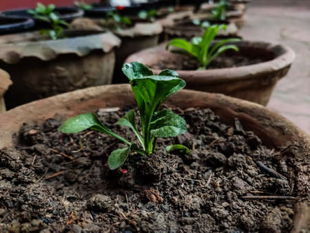 This is the small petunia plant close shot in the morning. Petunia is genus of 20 species of flowering plants of South American origin.の写真素材