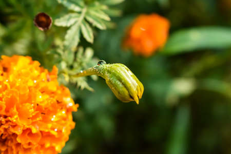 Tagetes is a genus of annual or perennial, mostly herbaceous plants in the sunflower family...