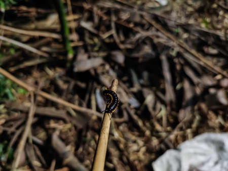Harpaphe haydeniana, commonly known as the yellow-spotted millipede, is a species of polydesmidan millipede found in the moist forests along the Pacific coast of North America,の写真素材