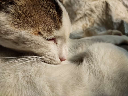 A white cat nose close-up photo in the morning when sunlight fall on this cat.の写真素材