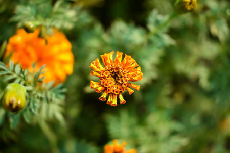 Tagetes is a genus of annual or perennial, mostly herbaceous plants in the sunflower family (Asteraceae). It was described as a genus by Carl Linnaeus in 1753.の写真素材