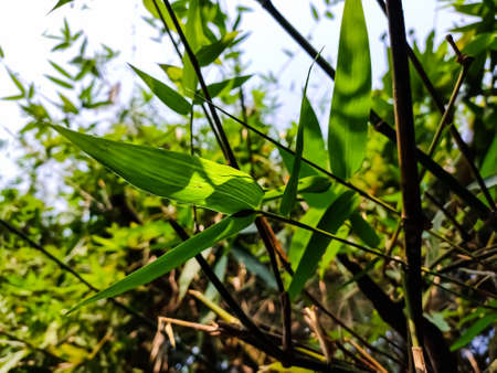 Lighted bamboo leaf close-up shot in the morning when sunlight fall on it.の写真素材