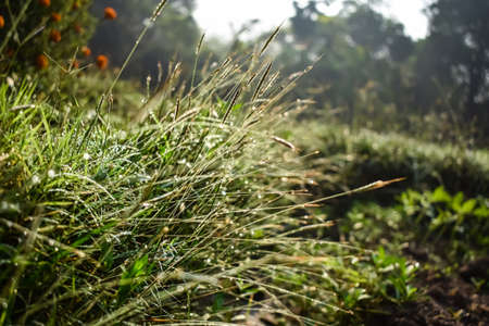 Setaria, commonly known as foxtail or bristle grasses, is a widespread genus of plants in the grass family.の写真素材