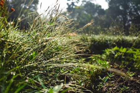 Setaria, commonly known as foxtail or bristle grasses, is a widespread genus of plants in the grass family.の写真素材
