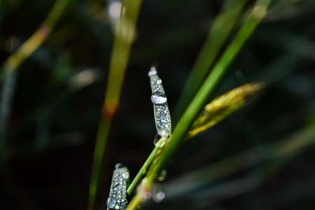 Morning dew drop fall on the small green grass leaf close-up shot in the morning time.の写真素材