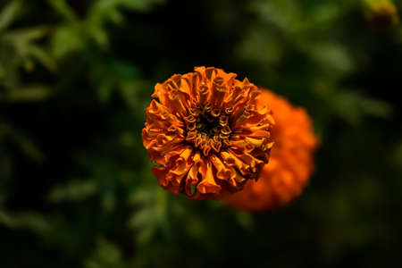 Tagetes is a genus of annual or perennial, mostly herbaceous plants in the sunflower family (Asteraceae). It was described as a genus by Carl Linnaeus in 1753.の写真素材