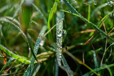 Morning dew drop fall on the small green grass leaf close-up shot in the morning time.の写真素材
