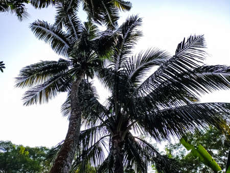 Big coconut trees low-angle shot in the daytime in india.の写真素材