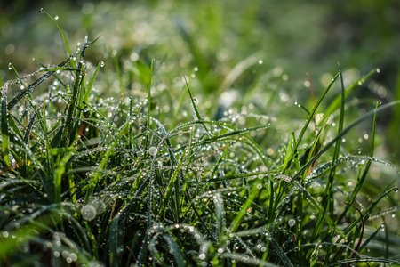 Morning dew drop fall on the small green grass leaf close-up shot in the morning time.の写真素材
