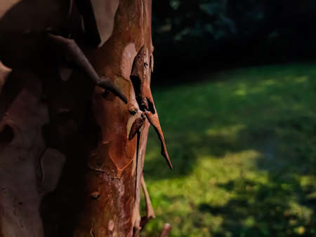 This is the guava trees bark macro shot when morning sunlight fall on this tree.