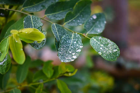 This plant name is Phyllanthus reticulatus, and morning dew drop fall on this plant leaf close up shot in the morning.の写真素材