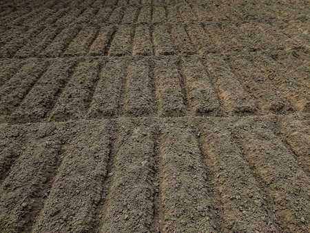 This is the indian potato fields in the morning time. Potato seeds have just been planted in this...