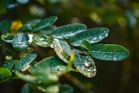 This plant name is Phyllanthus reticulatus, and morning dew drop fall on this plant leaf close up shot in the morning.の写真素材