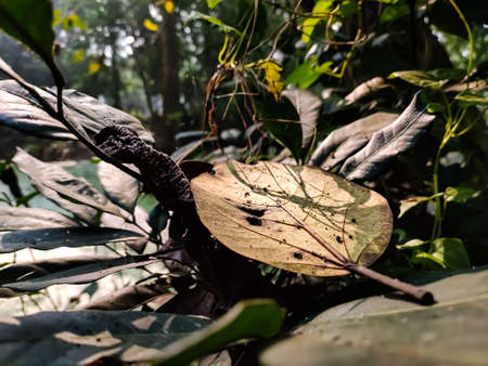 Morning sunlight fall on a old yellow banyan leaf close up shot in the jangle in India.の写真素材