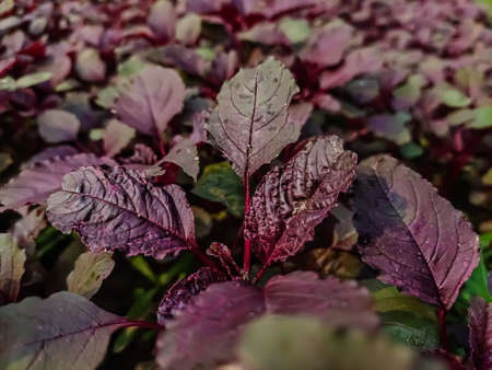 Amaranthus, collectively known as amaranth, is a cosmopolitan genus of annual or short-lived...