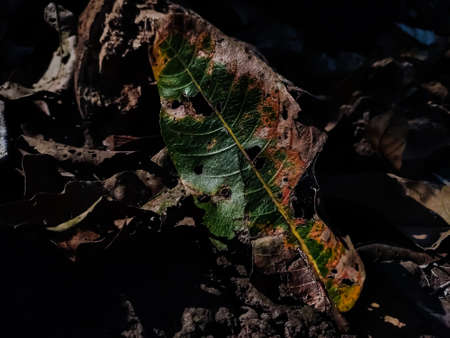 This is a half dried wild leaf close-up shot in the jangle when morning sunlight lighted this leaf.