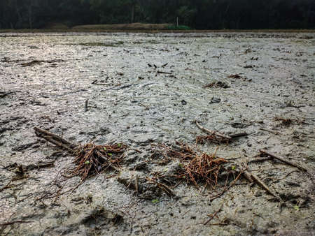 The roots of the dried paddy are lying on the land filled with mud on a winter morning.