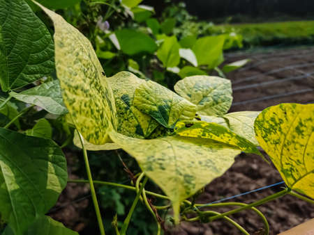 This is the Phaseolus plant commonly known as bean, wild bean. This plant yellow big leaf close-up shot in the morning.の写真素材