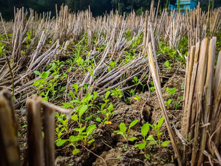This is the remnants of the roots of the paddy plant after the paddy has been cut.の写真素材