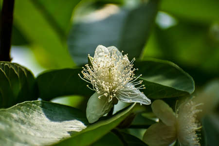 This is the close-up shot of the guava flower in the daytime in a winter morning in India.