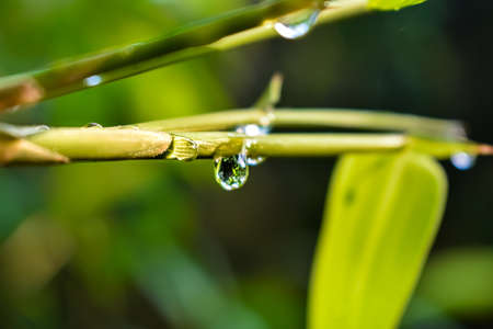A few small drops of water are hanging on the leaves of the bamboo tree and on the small branches.の写真素材